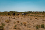 a group of horse in a desert