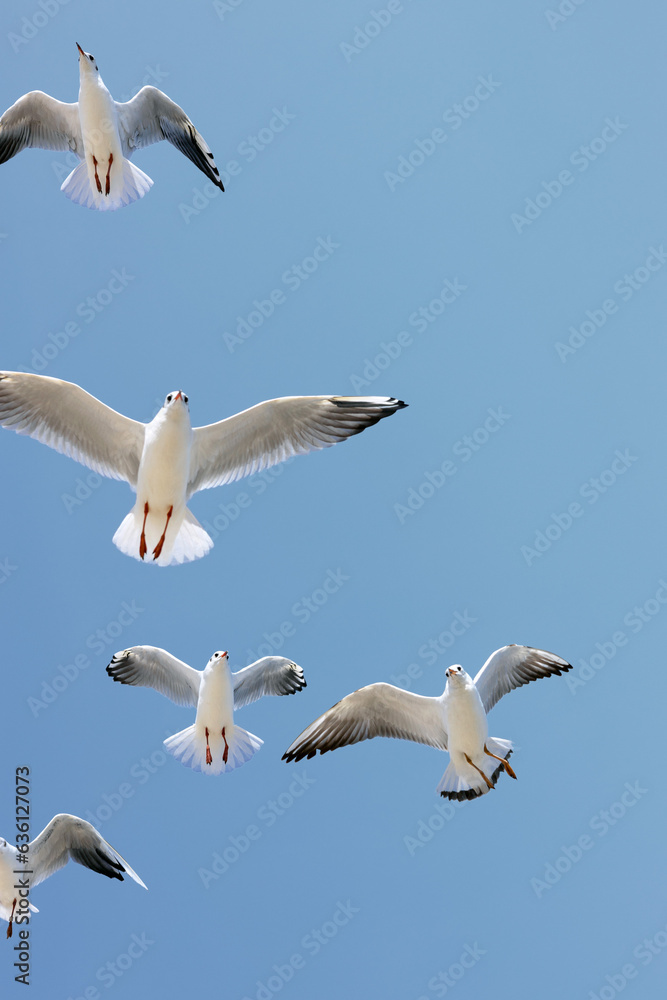 Flock of seagulls flying in the blue sky. Flock of seagulls flying in the blue sky.
