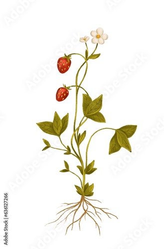Wild strawberry