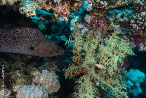 Fish hiding from predator moray eel photo