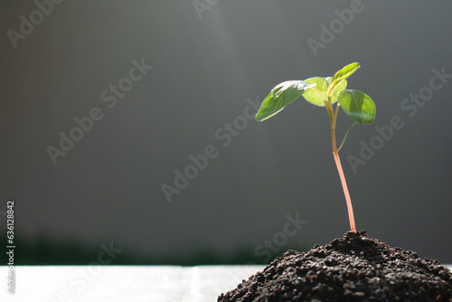 Baby Amaranth plant growing up from pile of soil in the morning time. Morning light behind seedling
