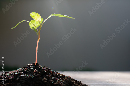 Baby Amaranth plant growing up from pile of soil in the morning time. Morning light behind seedling.