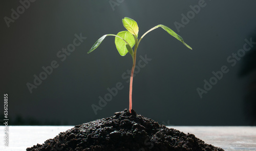 Baby Amaranth plant growing up from pile of soil in the morning time. Morning light behind seedling.