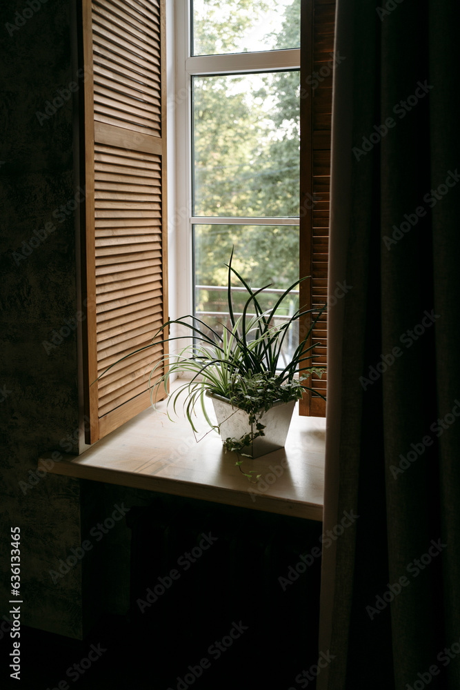 Houseplant by window with window blind. Houseplant by window with window blind.