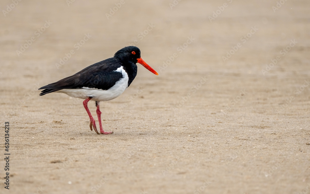 Australian Pied Oyster catcher Australian Pied Oyster catcher