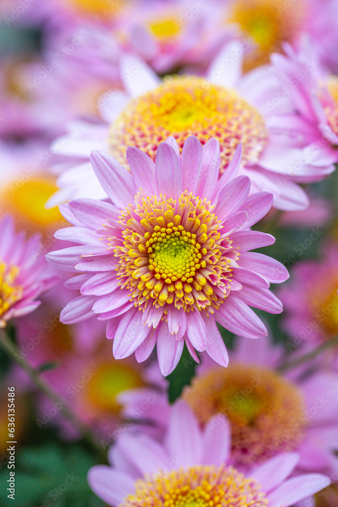 multicolored pale purple and yellow chrysanthemum multicolored pale purple and yellow chrysanthemum