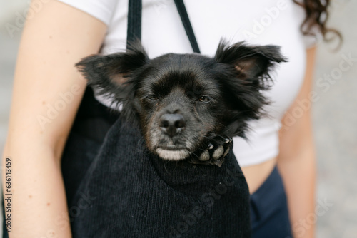 little black dog in shoulder bag photo