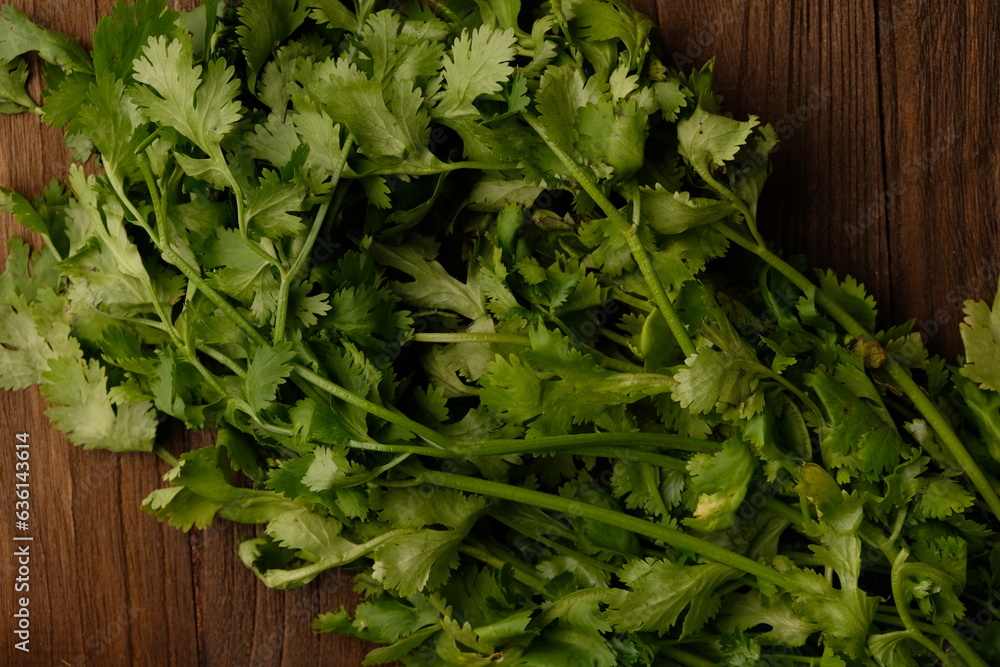 Coriander leaves on brown wooden table. Herb leaves are commonly used for seasoning. Coriandrum sativum Coriander leaves on brown wooden table. Herb leaves are commonly used for seasoning. Coriandrum sativum