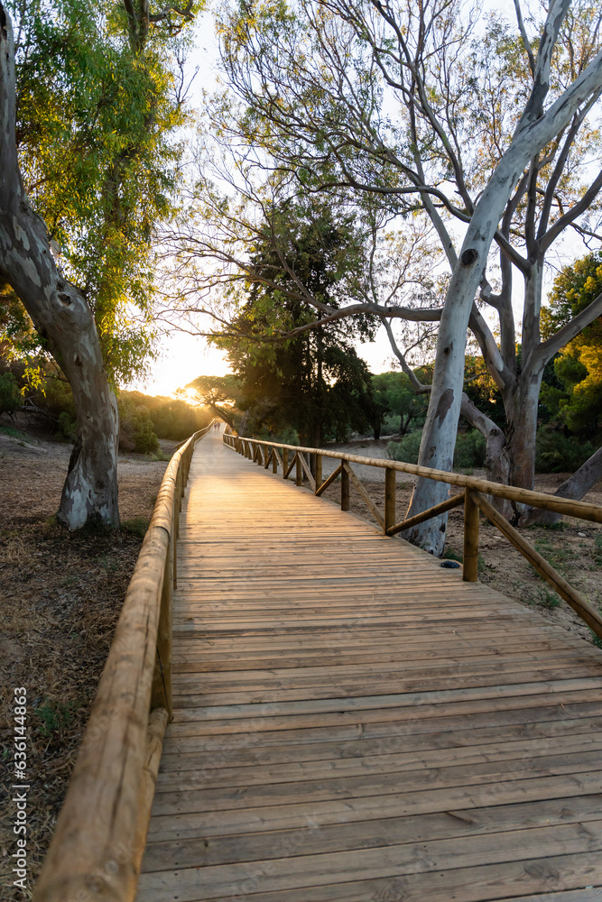 wooden footbridge in the forest wooden footbridge in the forest