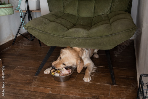 Golden Retriever Enjoys Fresh Food on Parquet.