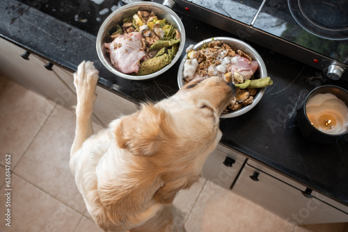 Dog Skillfully Retrieves Raw Food Standing On Hind Legs.