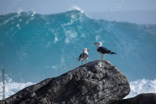 Pacific gulls on a rock. Wave breaking in the background. Australia.