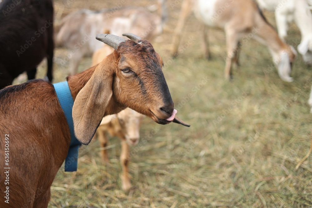 Fototapeta premium two horses eating grass