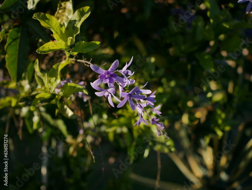 Purple Flowers