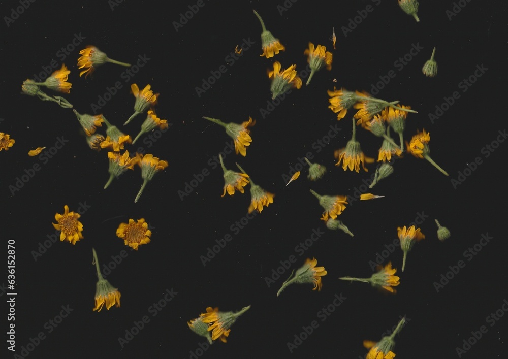 Arnica Flowers Scanography Arnica Flowers Scanography