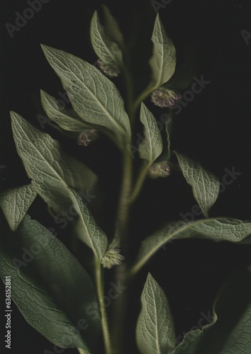 Comfrey Scanography photo