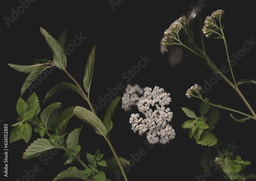 Yarrow, Lemon Balm and Peppermint Scanography