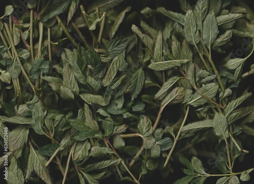 Peppermint Scanography
