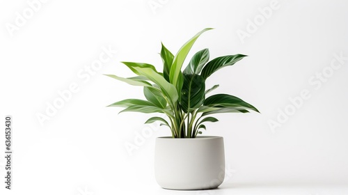 Indoor plant in a pot isolated on a white background. Created using generative AI technology.