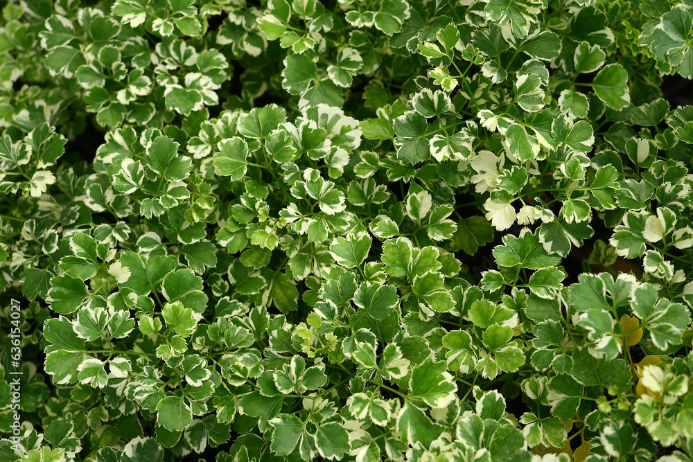 Fototapeta premium Beautiful Leaves plants pattern for nature background.