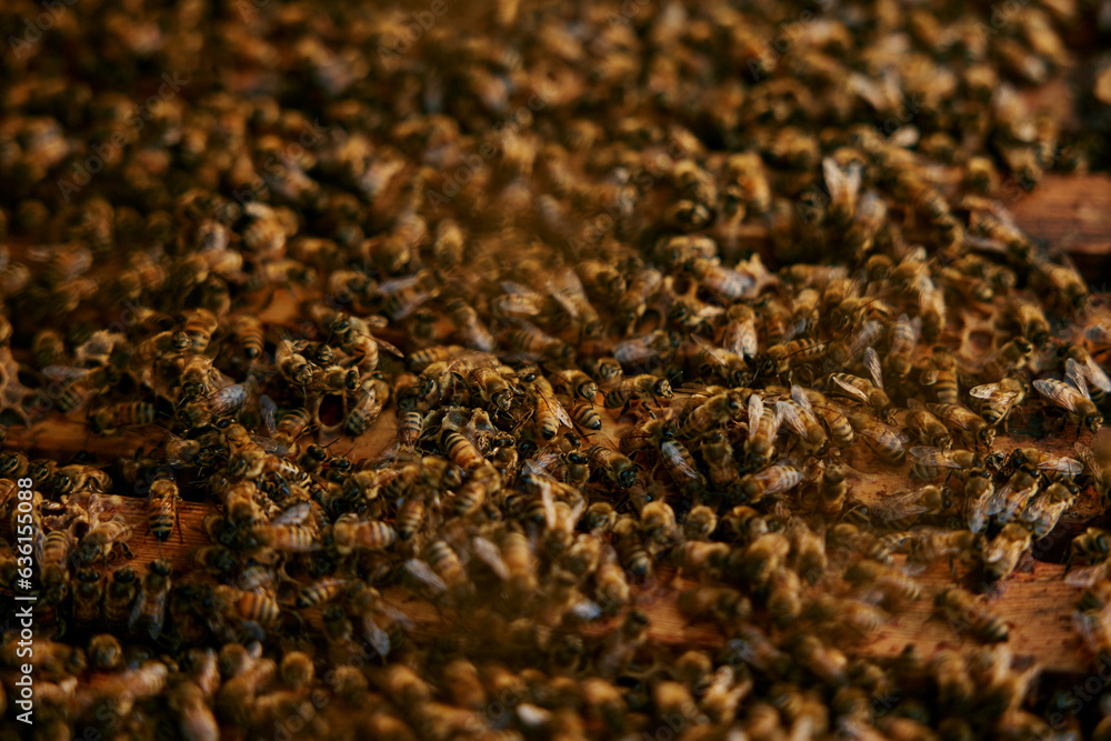 close up top shot of honey bees in their nest close up top shot of honey bees in their nest