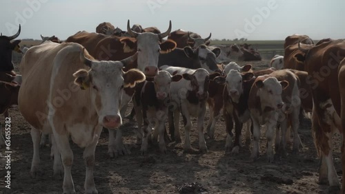 Wallpaper Mural Cow cattle walking in fenced barnyard. Torontodigital.ca