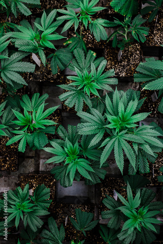 Cannabis or hemp plants photo