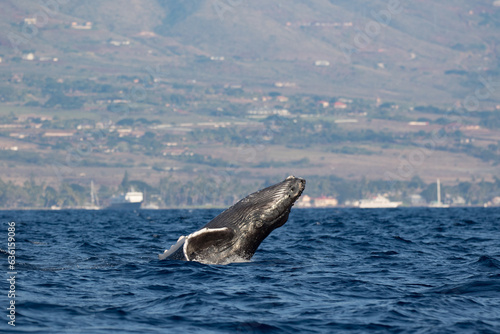 Baby Humpback whale breaching in front of Lahaina Maui Hawaii 