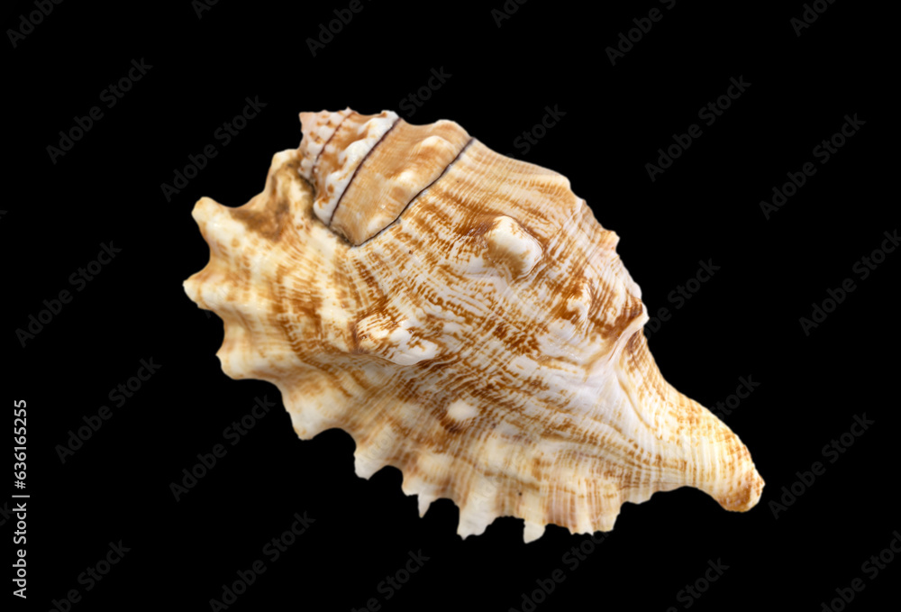 Seashell isolated on black background, macro, close-up. Seashell isolated on black background, macro, close-up.