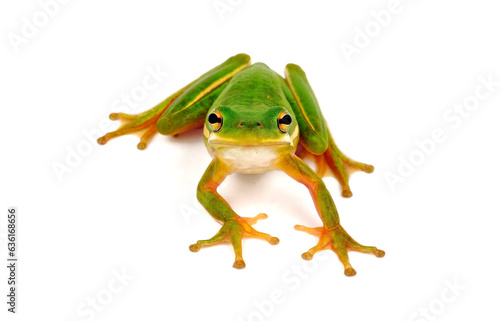 American green tree frog // Amerikanischer Laubfrosch, Karolina-Laubfrosch (Dryophytes cinereus / Hyla cinerea)