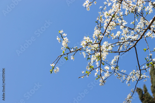 blossom flower  spring flowers  nature background  amazing forest and garden landscape