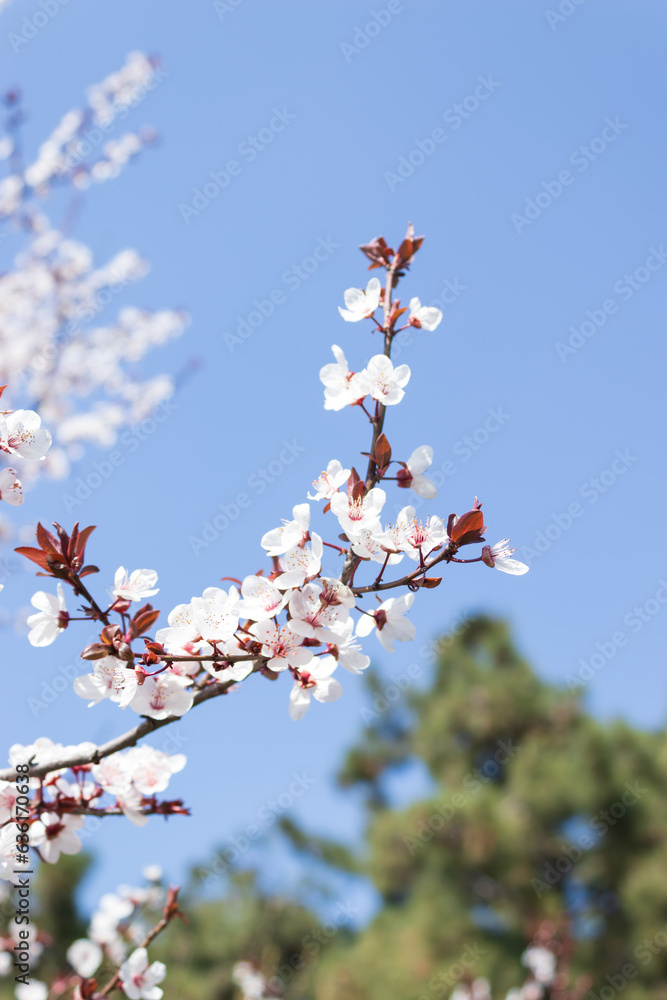 blossom flower, spring flowers, nature background, amazing forest and garden landscape blossom flower, spring flowers, nature background, amazing forest and garden landscape