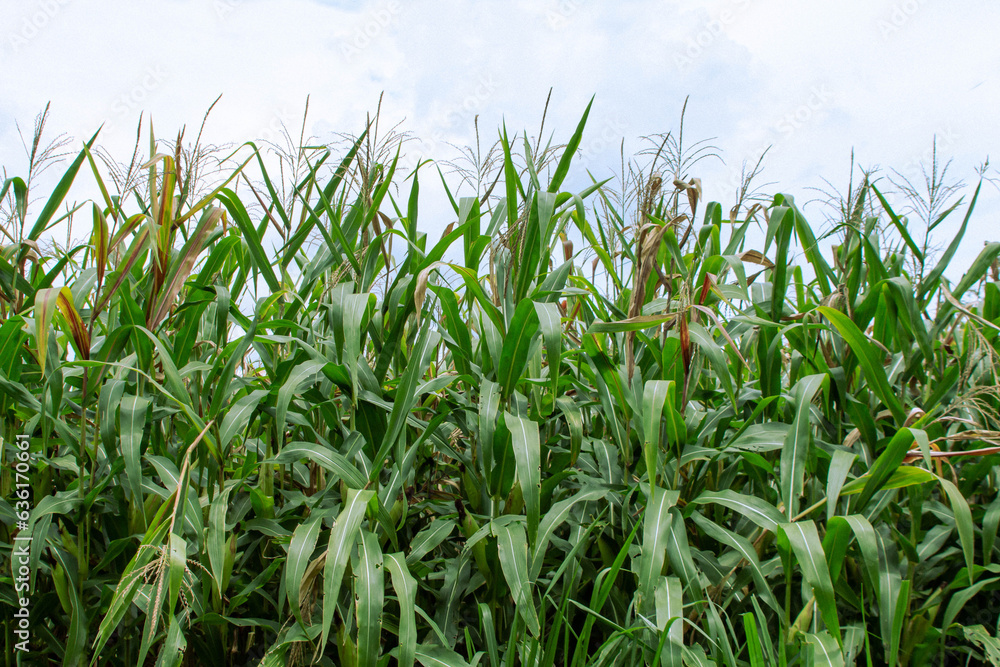 corn fields are growing and productive. corn fields are growing and productive.