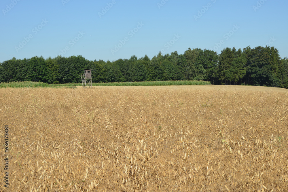 Fototapeta premium Erntereife Ackererbsen, Futtererbsen, Pisum sativum, Feld, Feldlandschaft