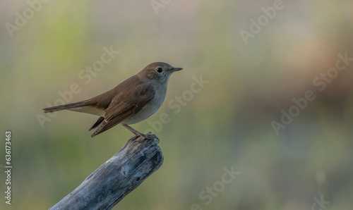 Common Nightingale on a branch 