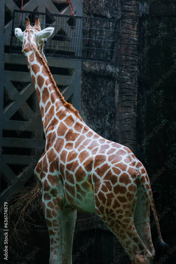 Obraz premium giraffe in zoo