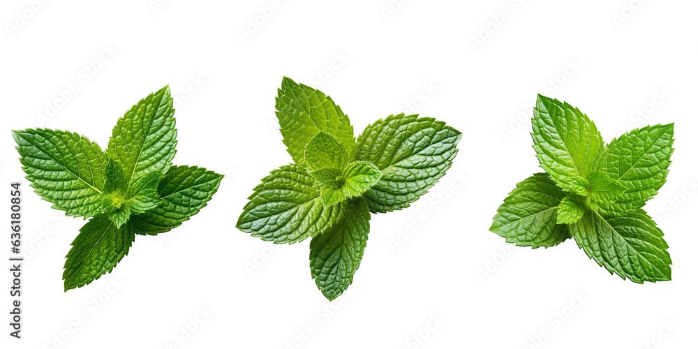 Set Mint leaf. Fresh mint on transparent background. Mint leaves isolated png Generative AI - obrazy, fototapety, plakaty 