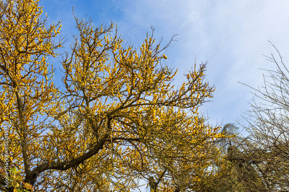 Acacia derwentii with yellow flowers on blue background, mimosa tree, Acacia dealbata Acacia derwentii with yellow flowers on blue background, mimosa tree, Acacia dealbata