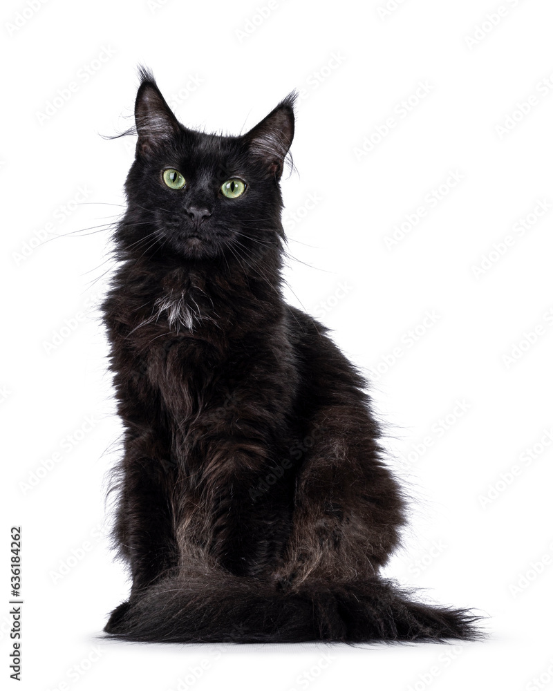 Beautiful deep black Maine Coon cat, laying down facing front. Looking towards camera with green eyes. Isolated on a white background.