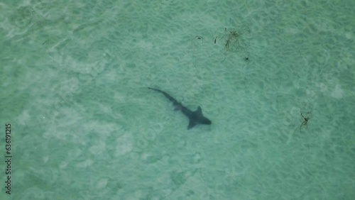 Wallpaper Mural Leopard shark swims hunting through shallow sandy ocean waters in California Torontodigital.ca