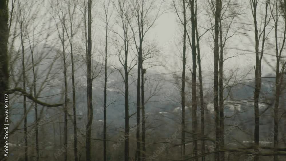 Moving shot with trees in foreground and mountains in background Moving shot with trees in foreground and mountains in background