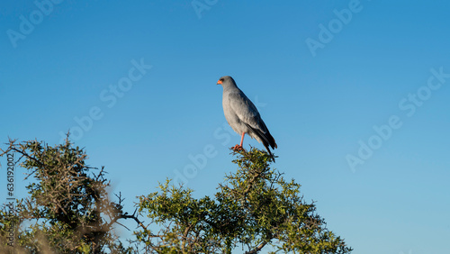 Pale Chanting Goshawk perched on a tree branch, Addo Elephant National Park, South Africa photo