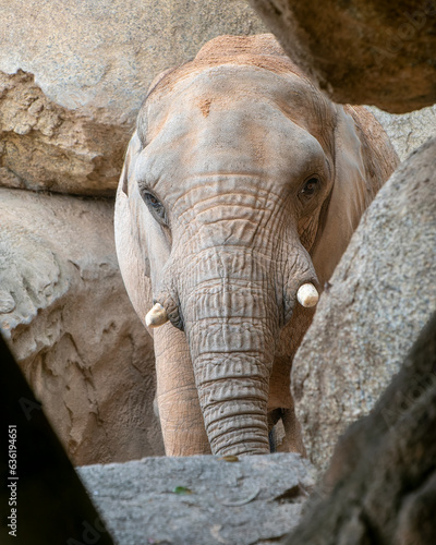 Elefante mirando