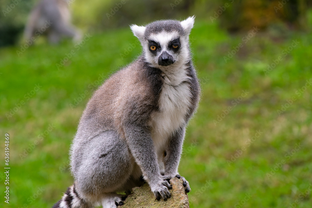 Lemur madagascar