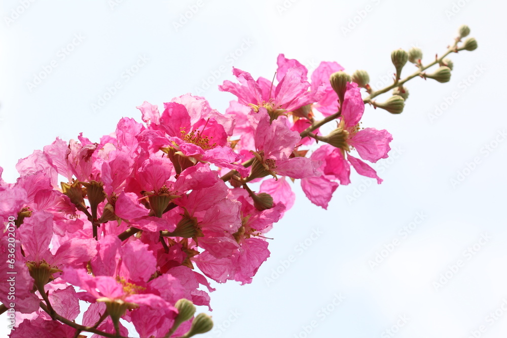 Pink flowers blossom in spring