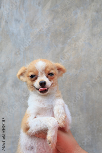 lovely pommeranian puppy with funny face