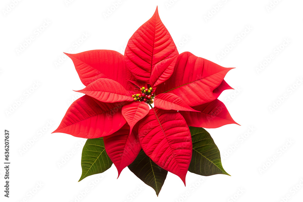 A Red Poinsettia isolated on a white background PNG
