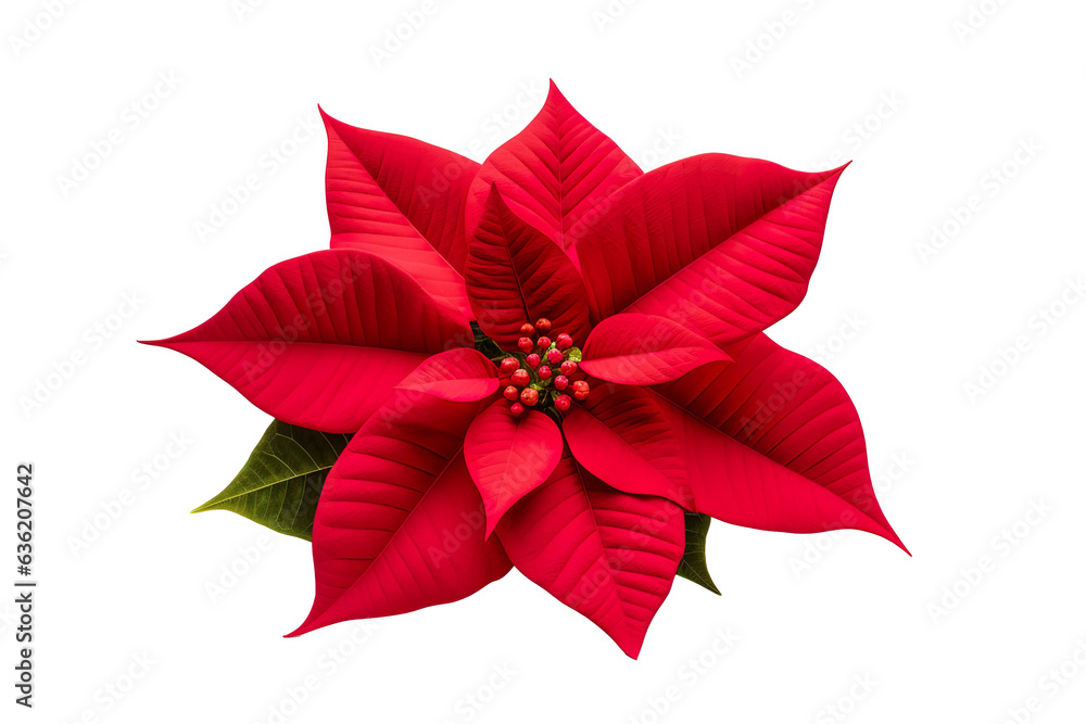 A Red Poinsettia isolated on a white background PNG A Red Poinsettia isolated on a white background PNG