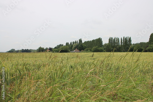 Rural scene near the village of Tilney All Saints, Norfolk, U.K.