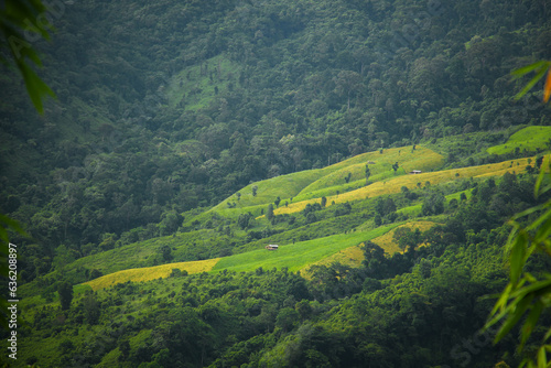 A symphony of green and earth, sung by the mountain